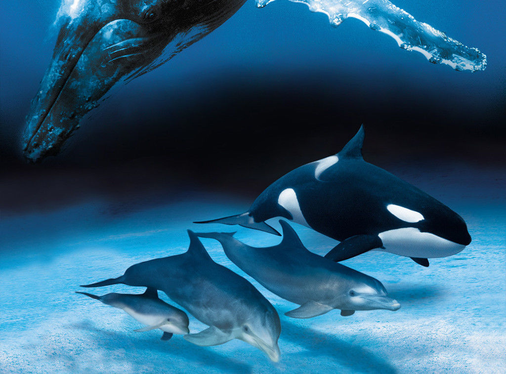 WHALE SONG & DOLPHIN CALLS NATURAL SOUNDS CD, NO MUSIC, RELAXATION, MEDITATION