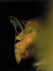 LA PASION DE LOS FUERTES