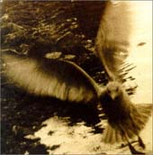 Take Me Home. A Tribute To John Denver