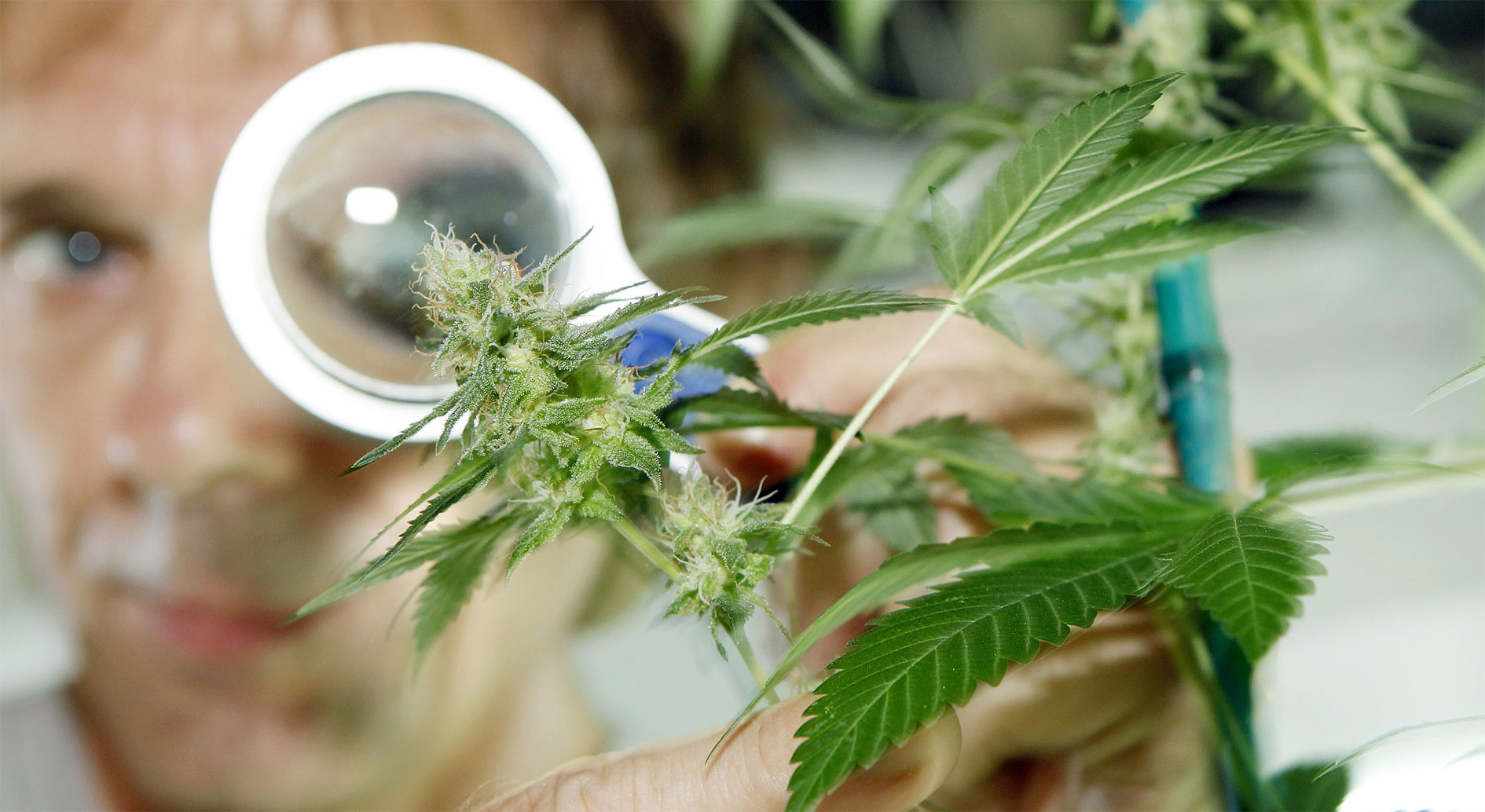 Spannabis Málaga abre debate