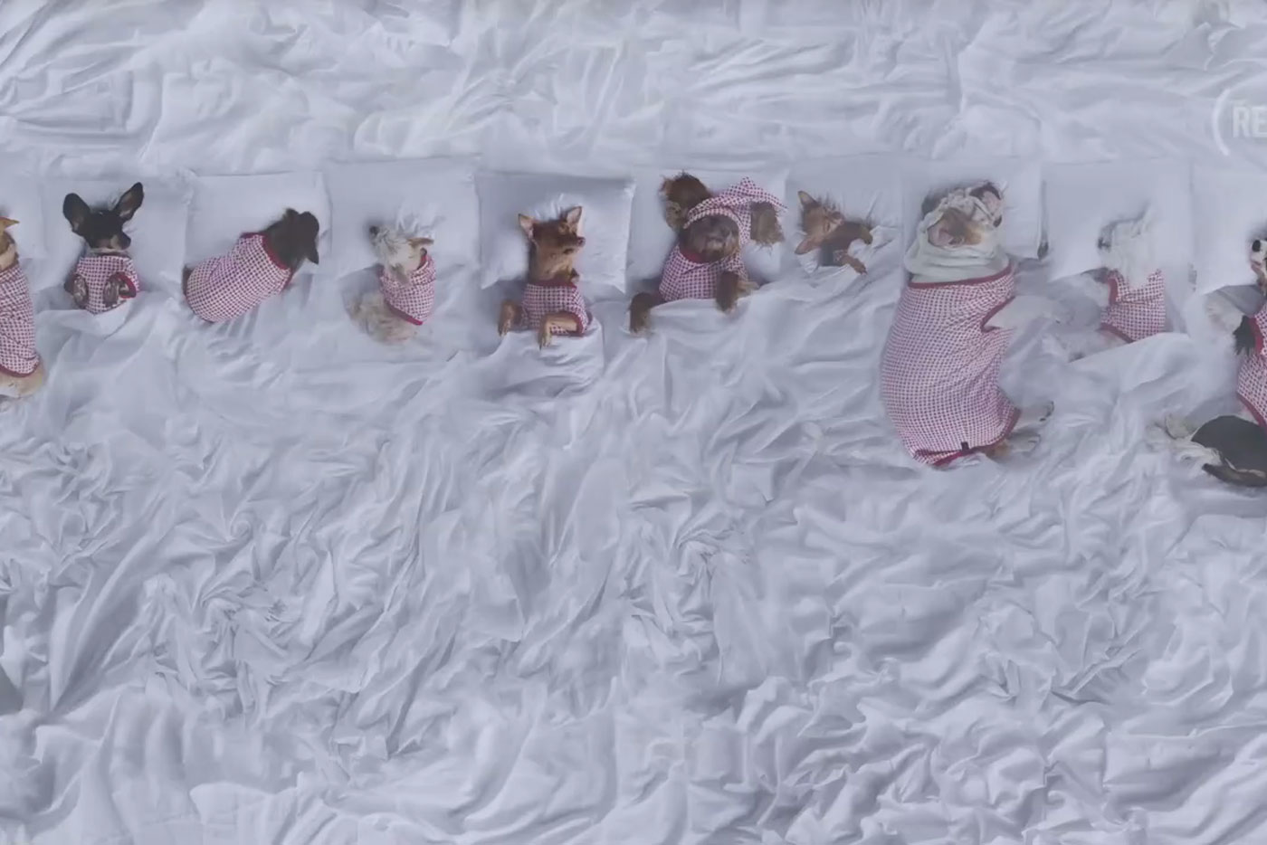 Recrean con perros -y fines benéficos- el videoclip de "Famous"
