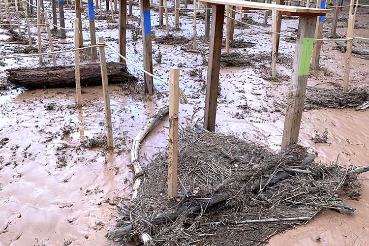 El Bosque Sonoro obligado a cancelar por las lluvias torrenciales