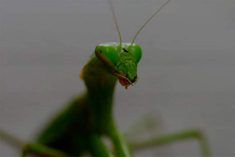 Estrenamos el videoclip de “Viuda” de Caballos Yonkis